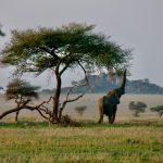 A Travel Guide to Serengeti National Park, Tanzania