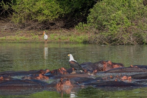 Birds and Hippos in the Selous Game Reserve