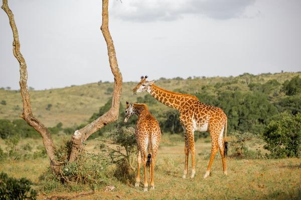 Giraffe in Arusha