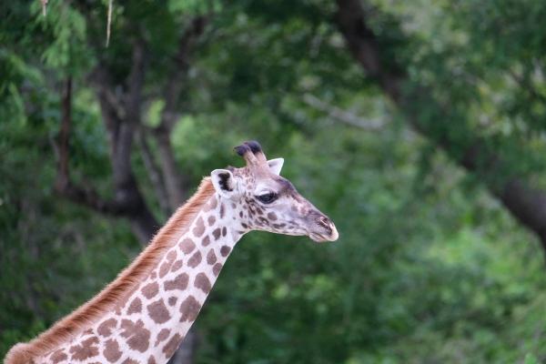 Giraffe in the Selous Game Reserve