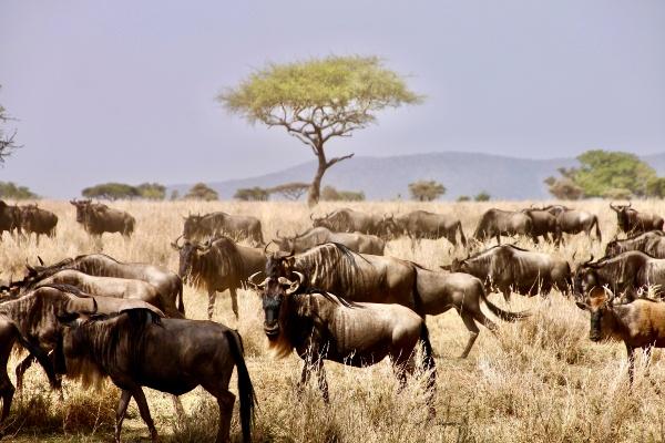 Serengeti Water Buffalo 