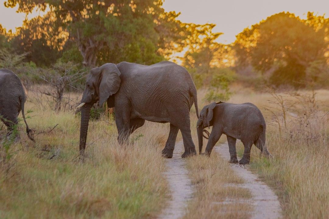 Elephant_-_Saadani_National_Park