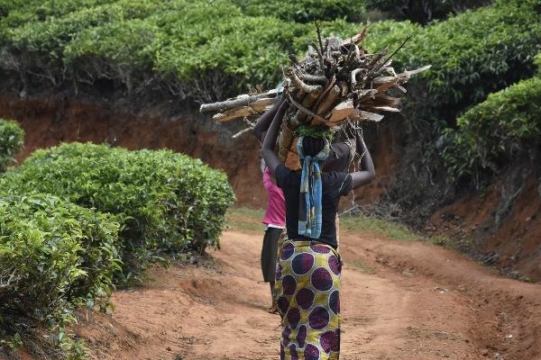 Woman Carrying Wood in Korogwe