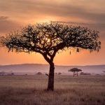 The Cadogan: A Complete Travel Guide to Tanzania