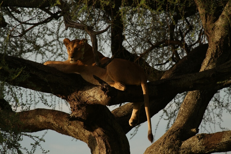 Lion climbing a tree