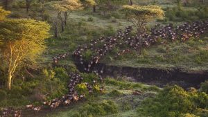 Wildebeest migrating in the Serengeti