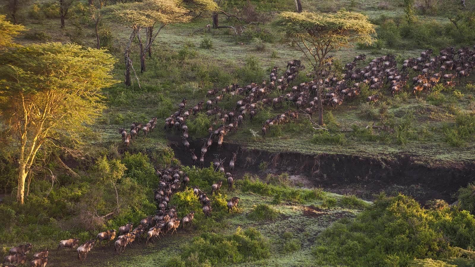Migrating herds of wilebeest