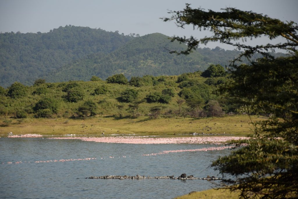 Flamingoes in Arusha National Park