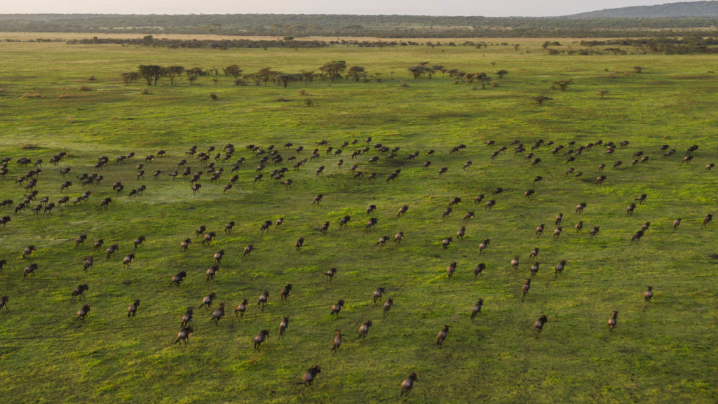 Migrating herds from above, Serengeti