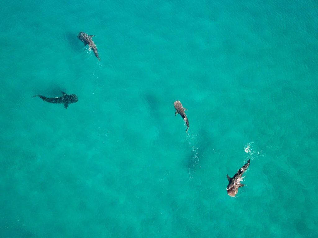 Whale sharks in the ocean