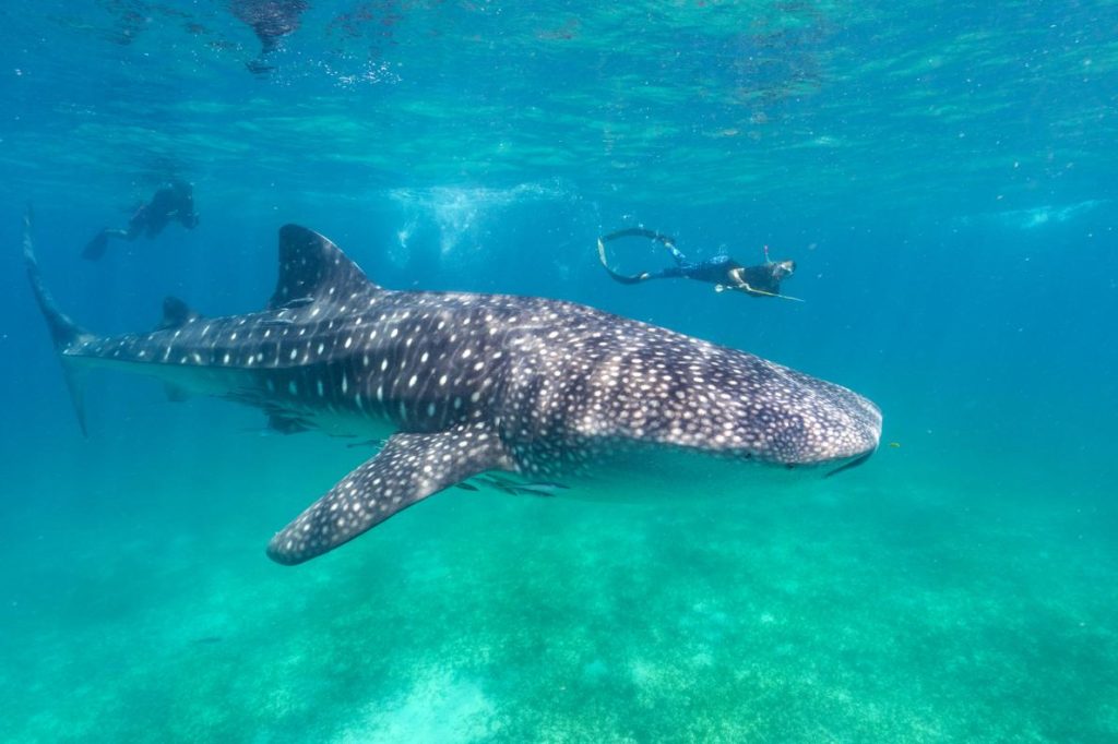 whale shark and diver in the ocean