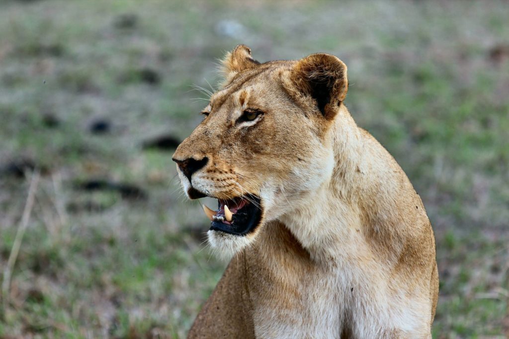 Lioness at Seronera, Serengeti