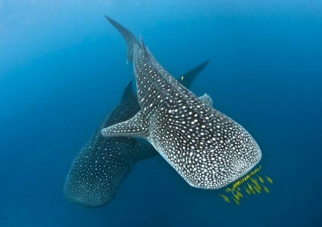 Tanzania, Mafia Island, whale sharks, whale shark diving, beach holidays, luxury beach accommodation