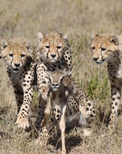 Cheetah cubs hunt gazelle