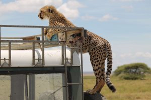 cheetah resting on safari jeep