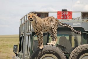 cheetah on safari vehicle tyres