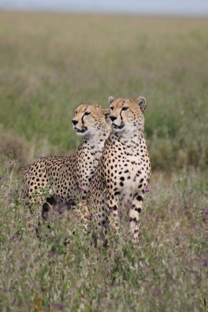 Two cheetahs on the Serengeti plains