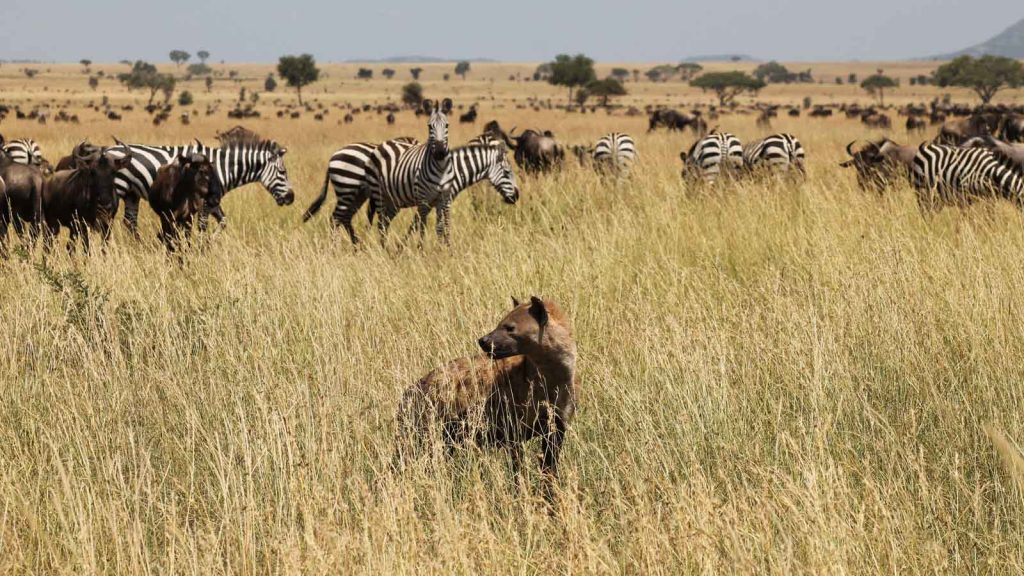 hyena and zebra in the serengeti