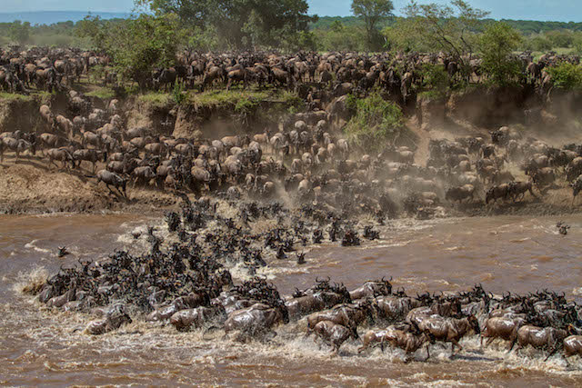 Wildebeest crossing the mara river