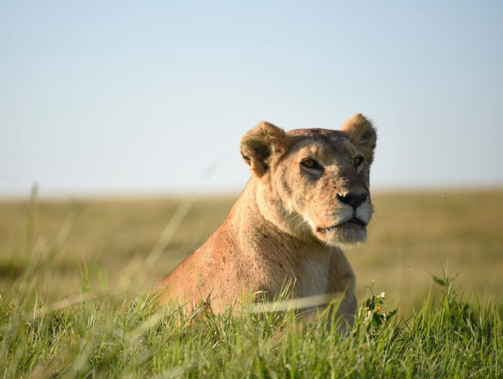 Female lion in the Serengeti
