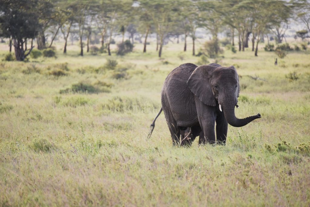Elephant in the Serengeti forests.
