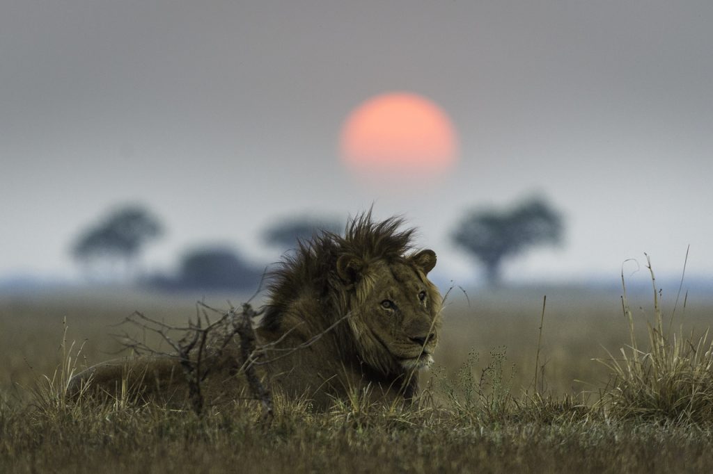 Male lion in Serengeti