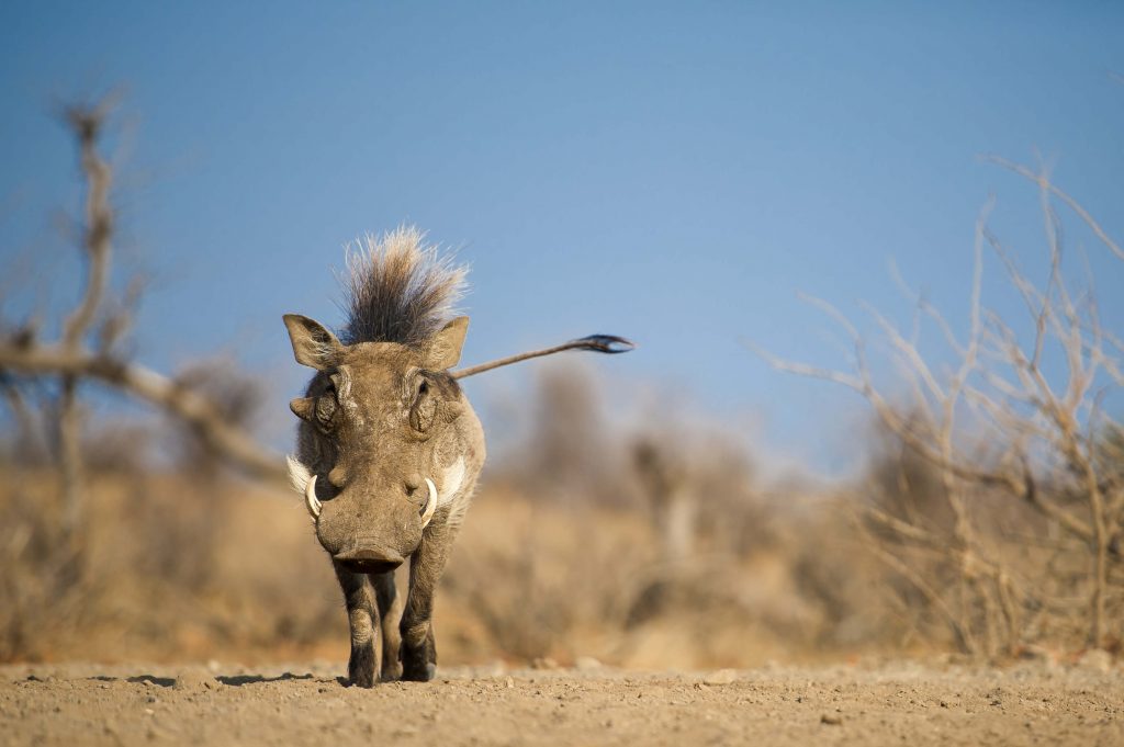 warthog in Africa