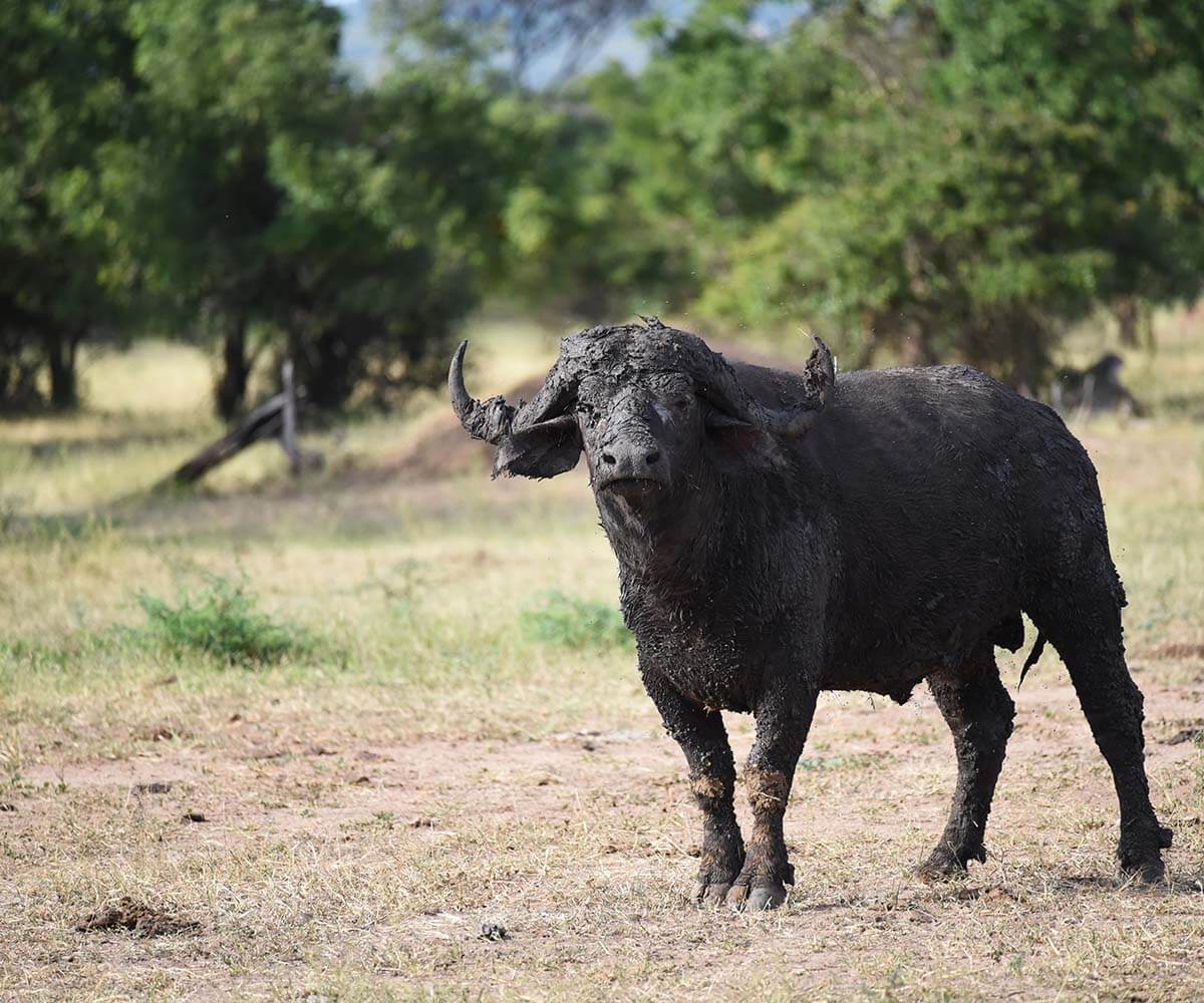 male buffalo in Africa