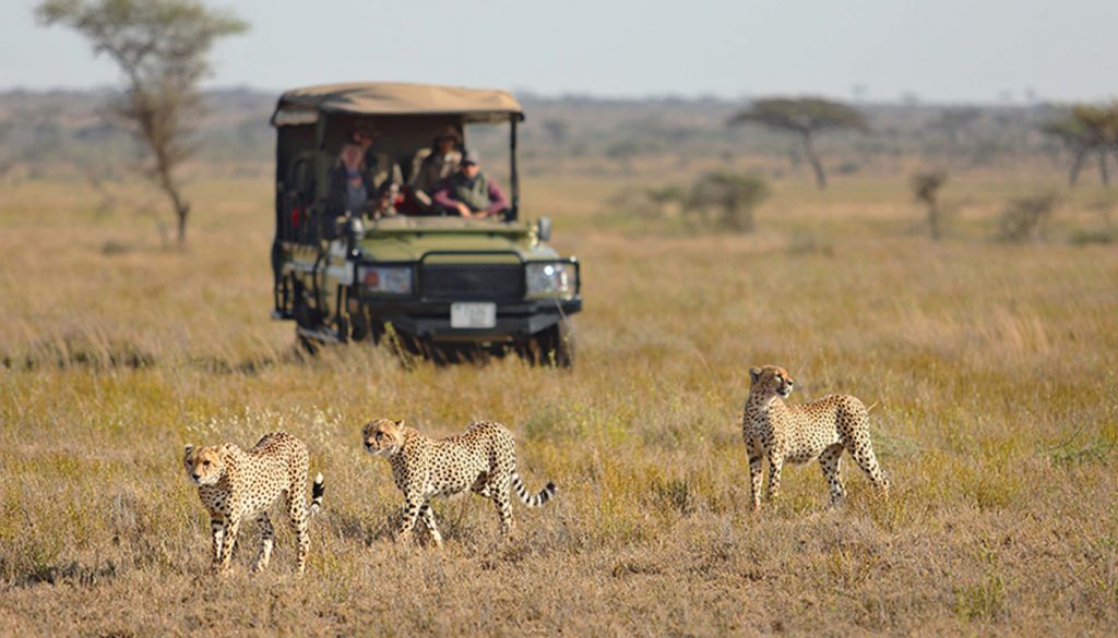 Cheetah on game drive at Namiri Plains