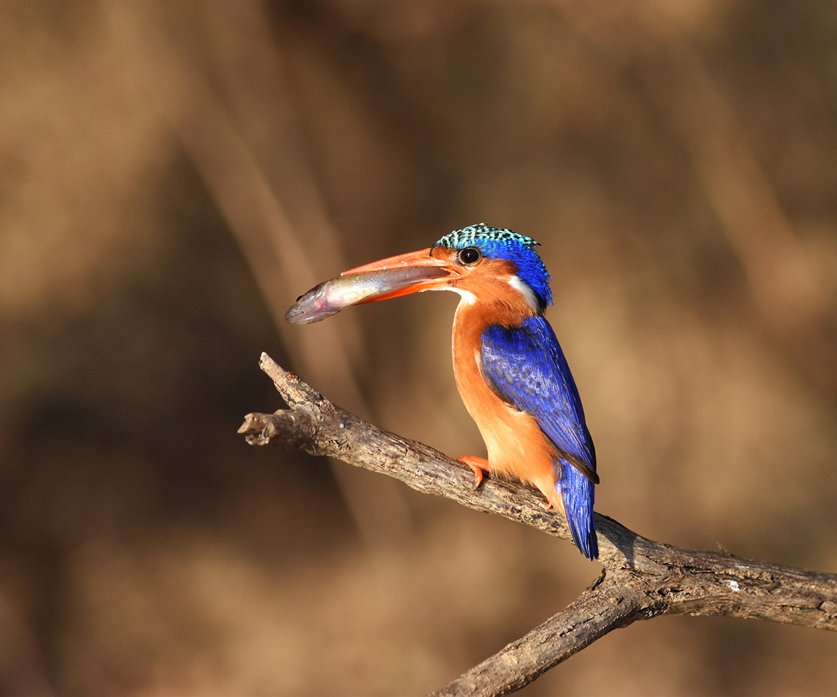 Kingfisher with a catch in the Selous