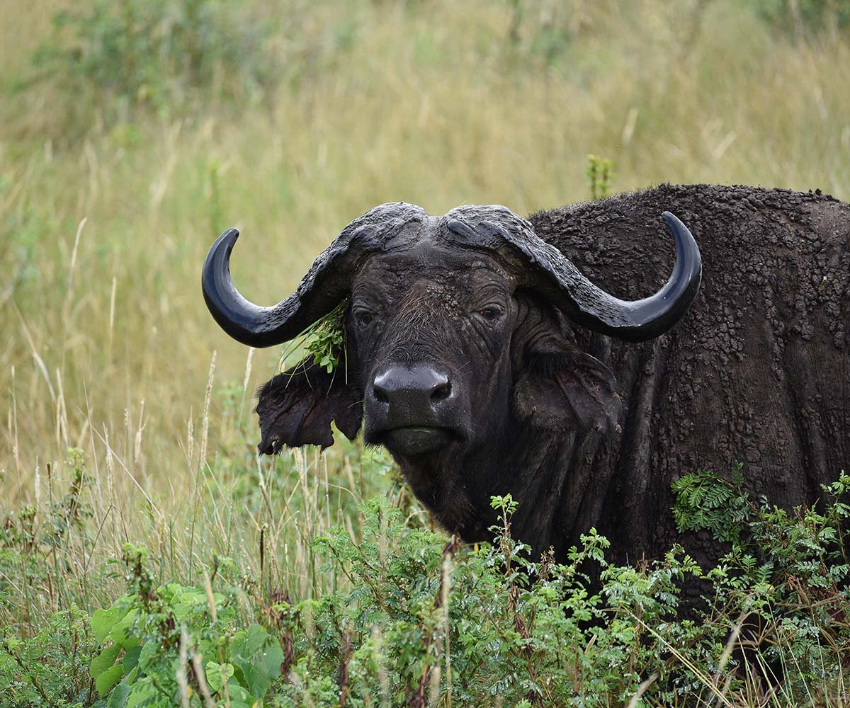 Buffalo in the Ngorongoro Crater.