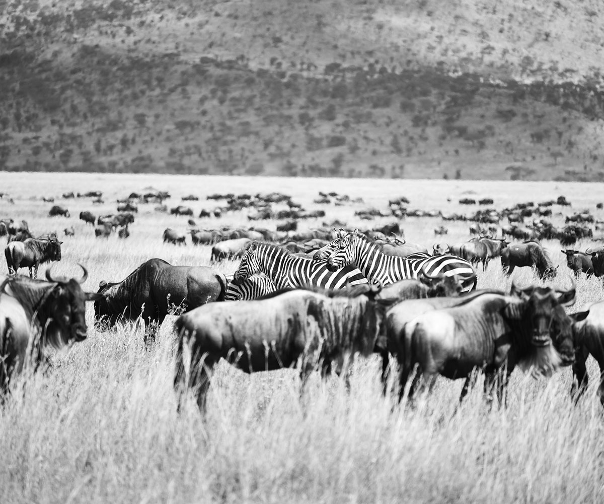 Zebra and wildebeest in the Serengeti