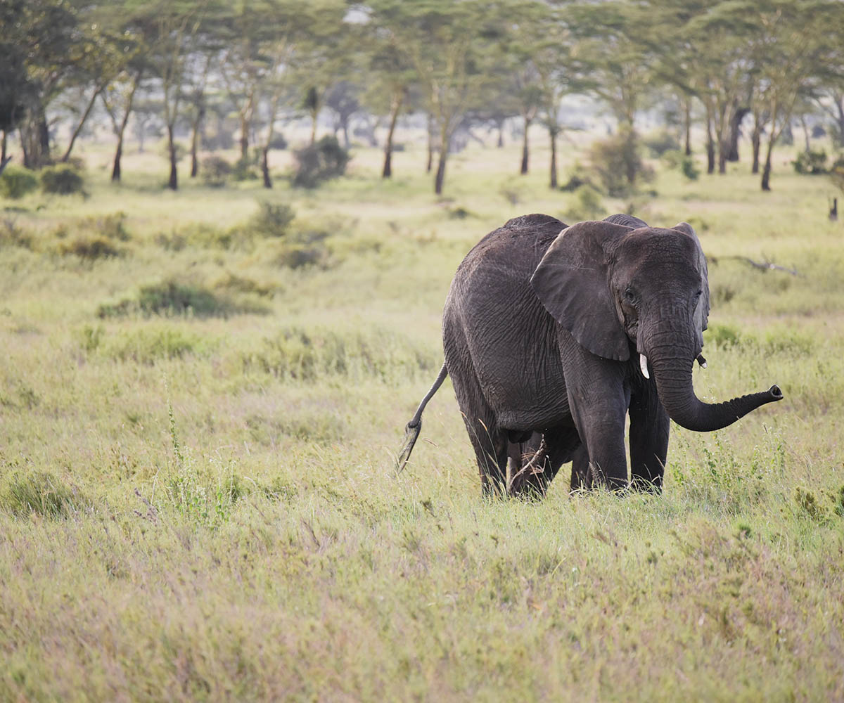 Elephant in central Serengeti