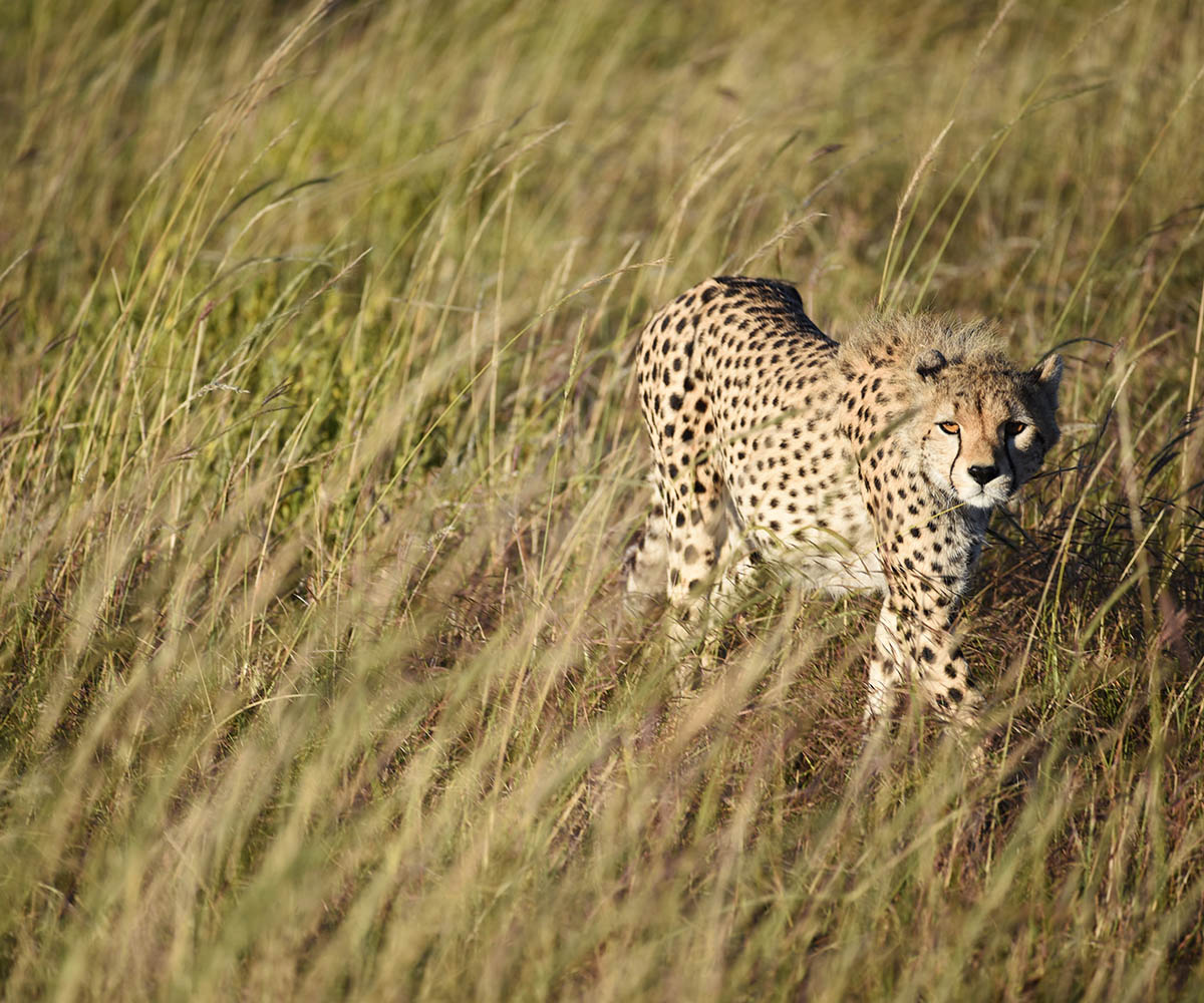 Cheetah on the grassy plains