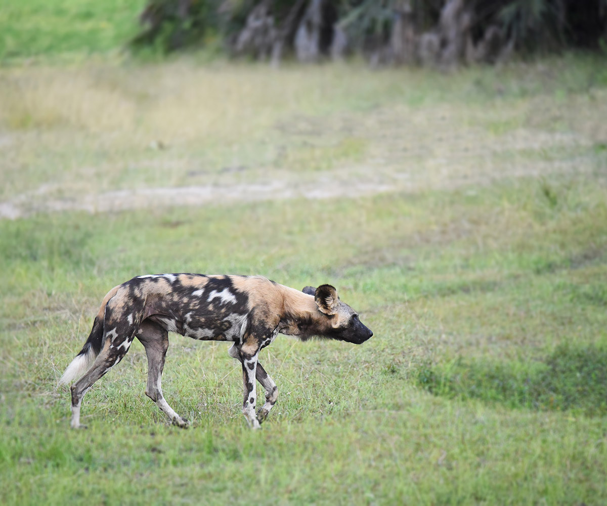 Wild dog in the Selous