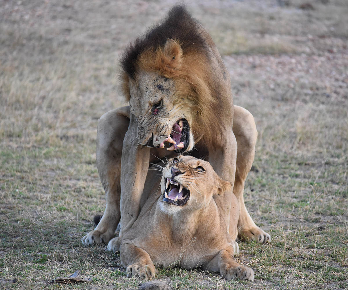 Mating lions in the Selous