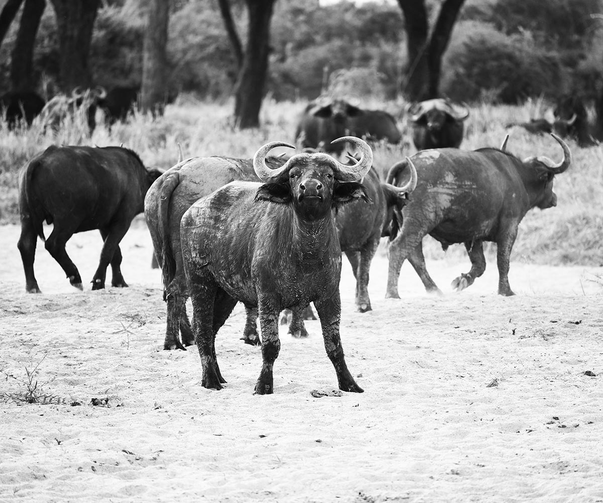 Buffalo in Ruaha National Park