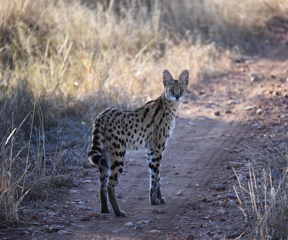 Serval in Ruaha National Park