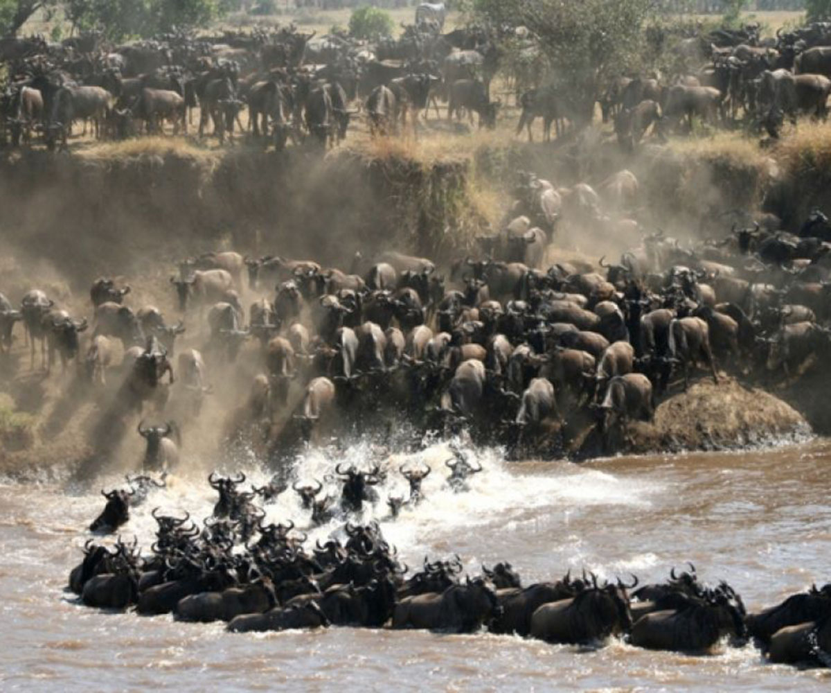 Thousands of wildebeest cross the Mara River