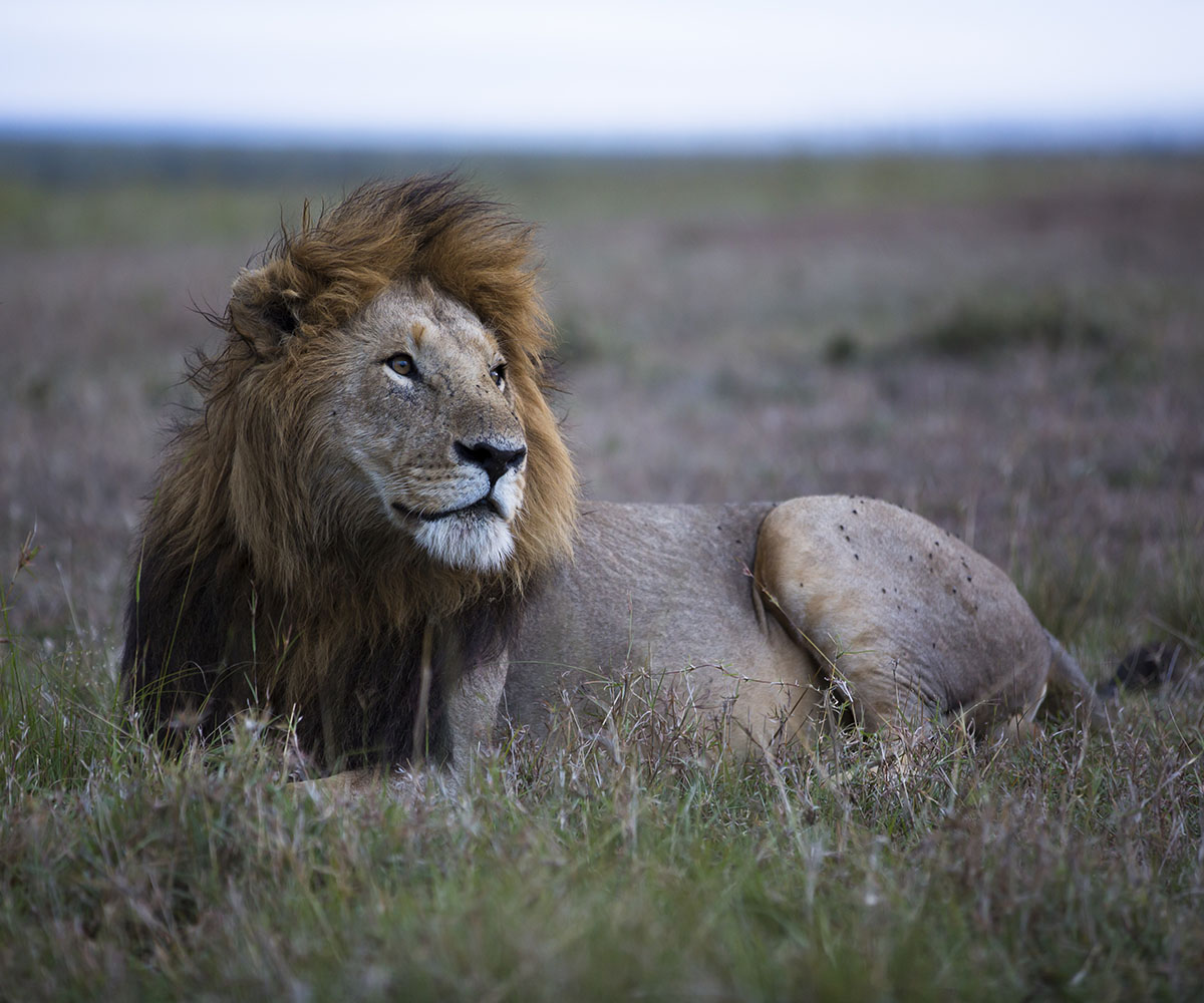 Male lion on the open plains
