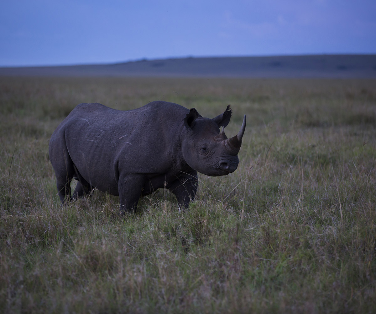 Black rhino in the Masai Mara