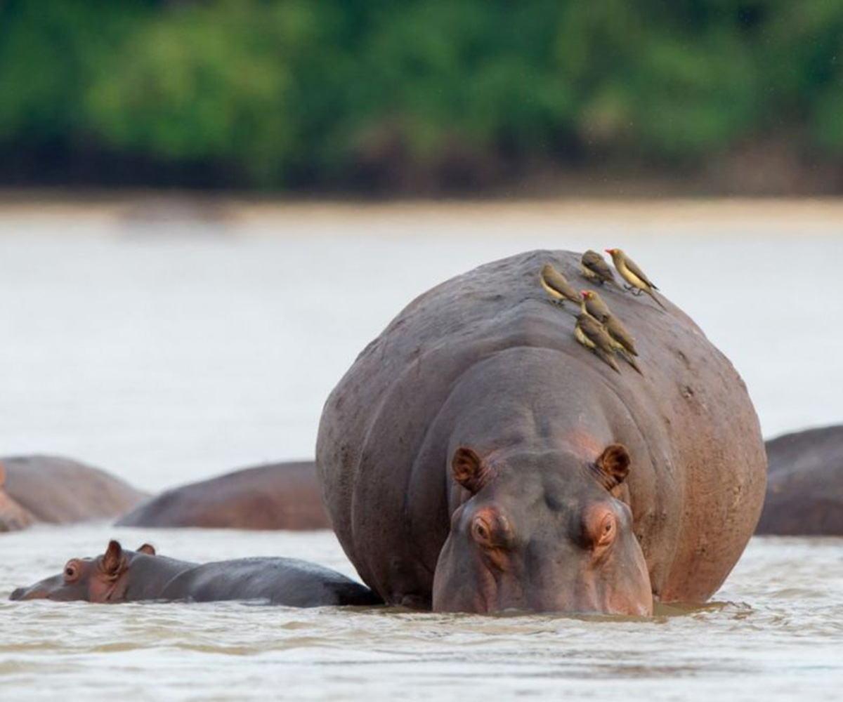 Hippo with oxpeckers in the Selous