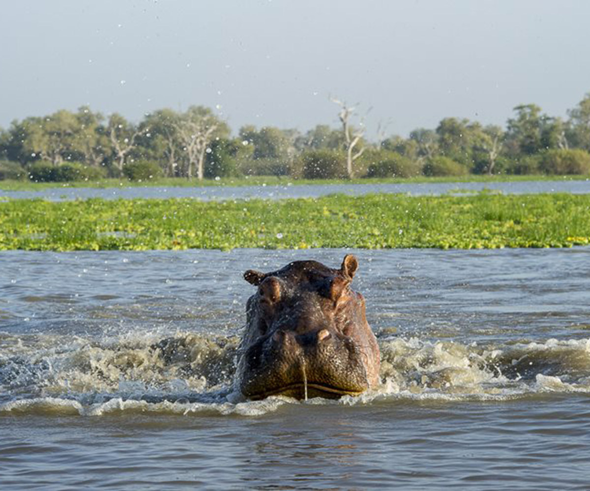 Hippo in the Selous