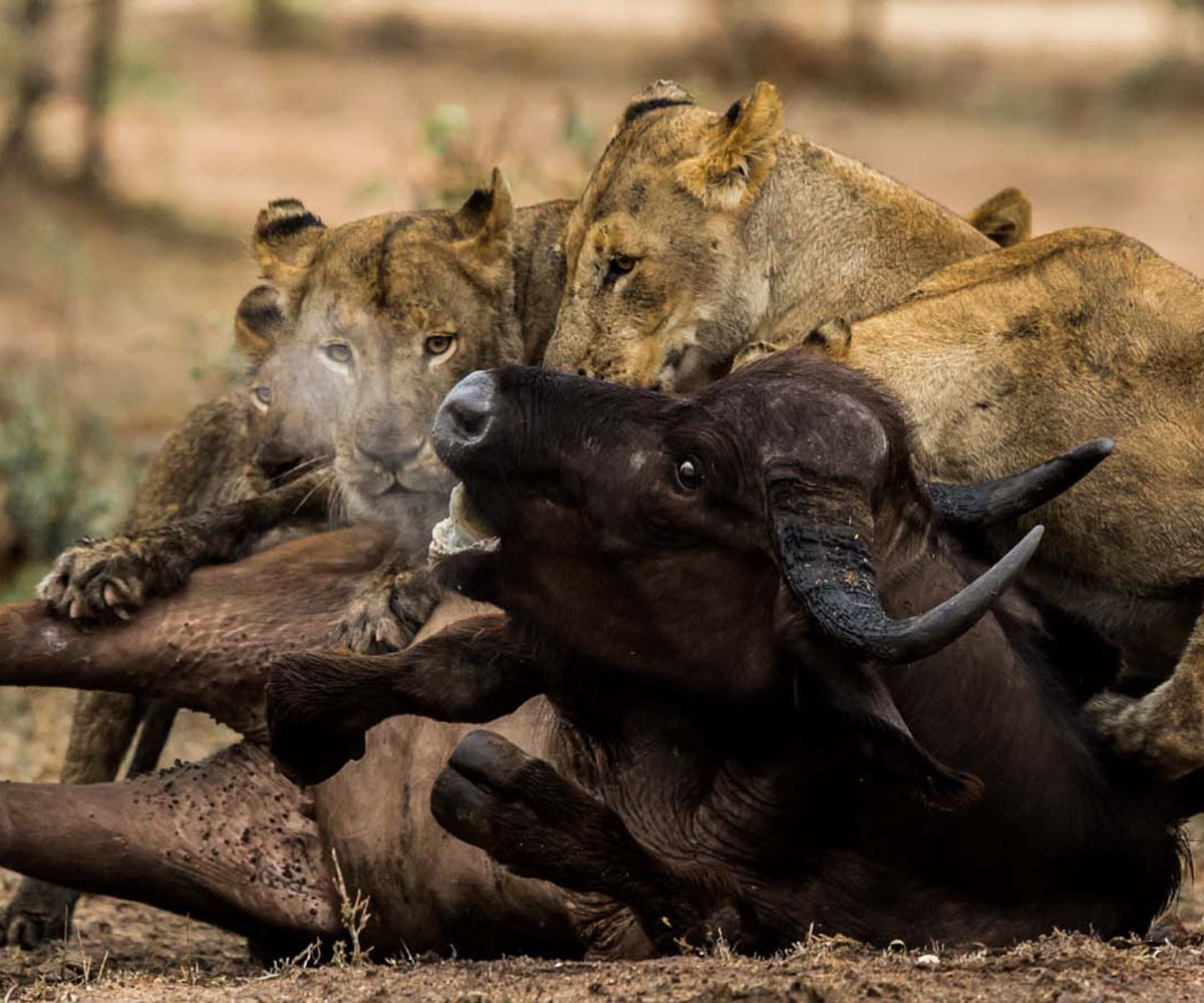 lions killing buffalo