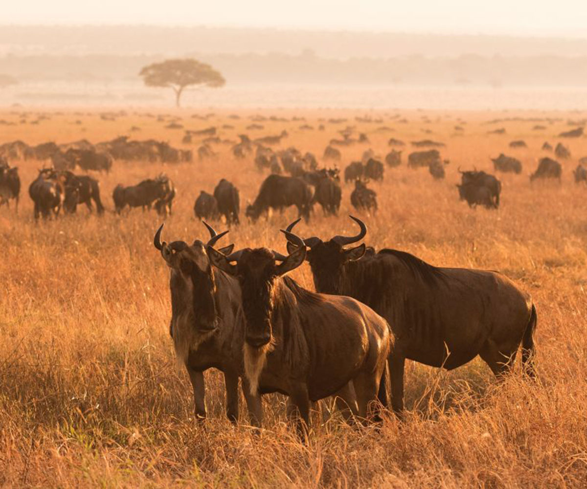 Wildebeest in Serengeti at sunset