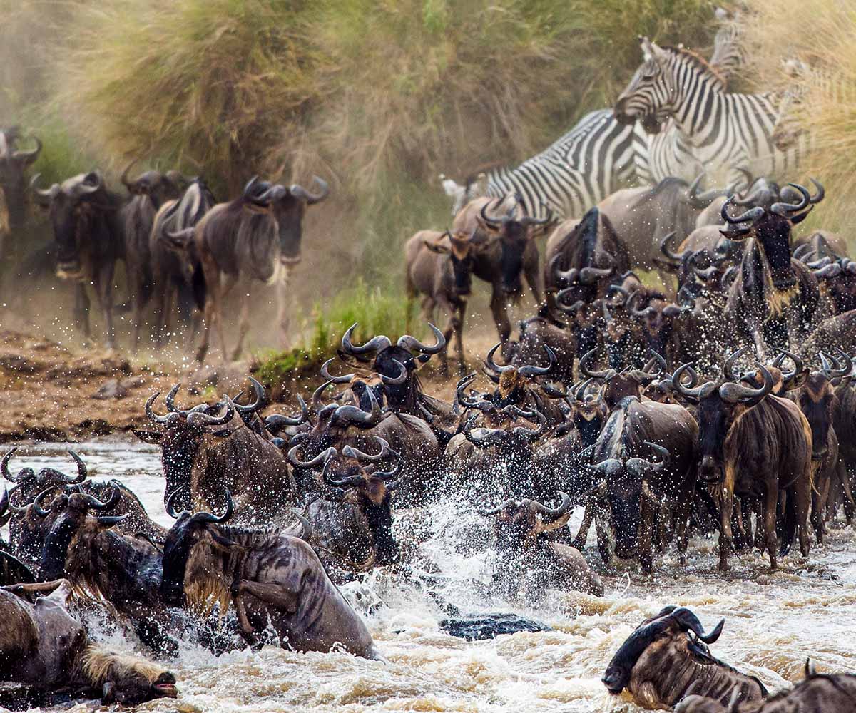 wildebeest and zebra cross the mara river