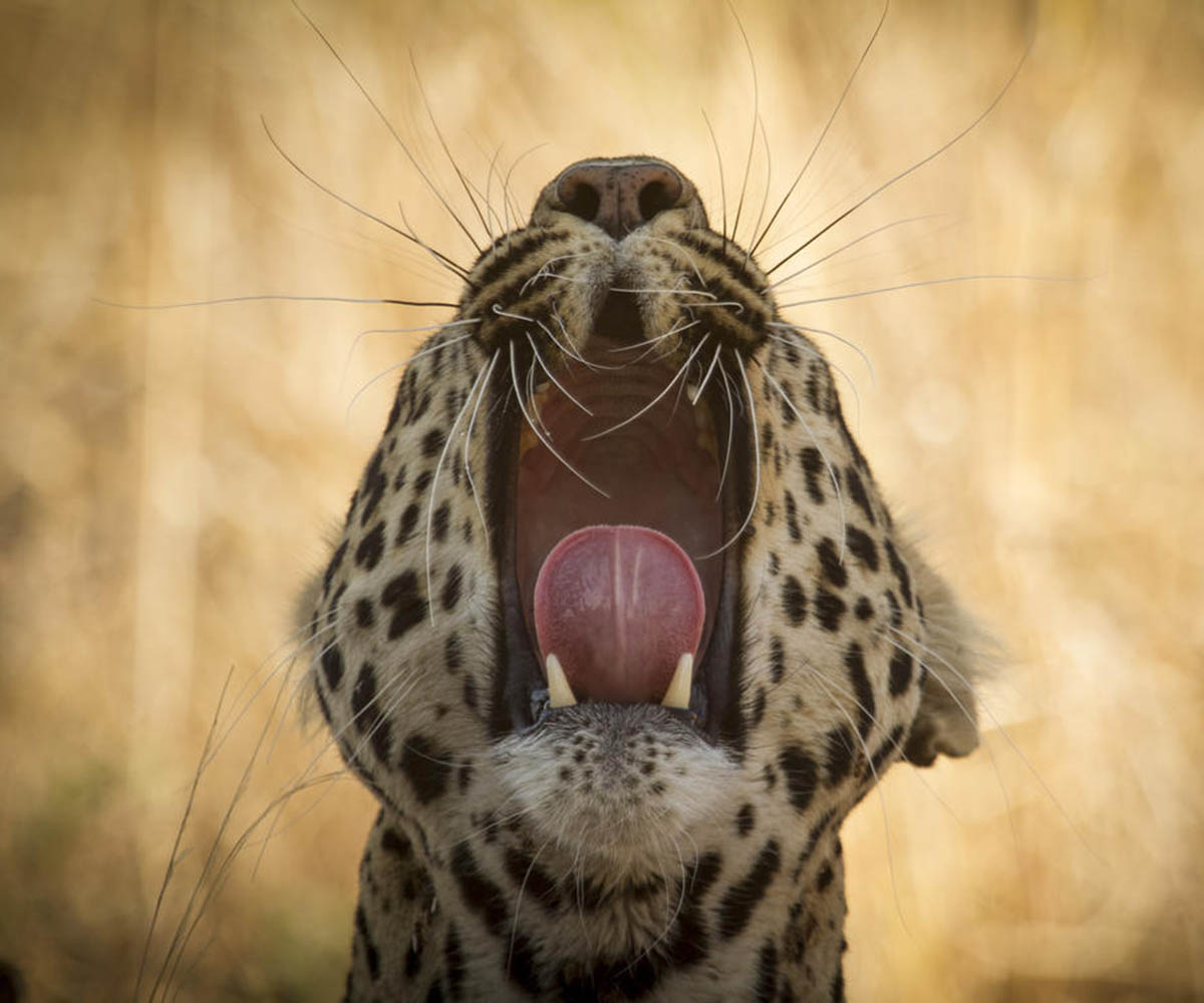Leopard yawn in Ruaha