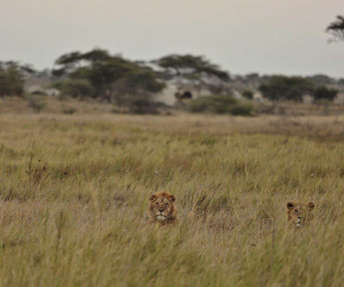 Male lions by Namiri Plains