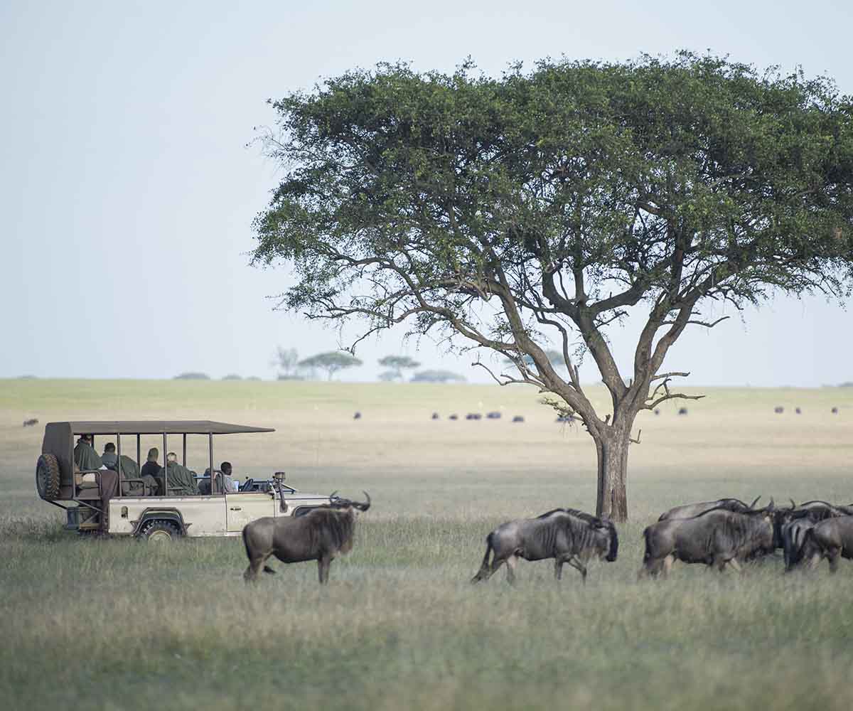 Game drive in the Serengeti