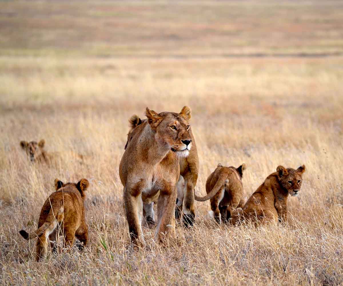 lion family in the Serengeti National Park